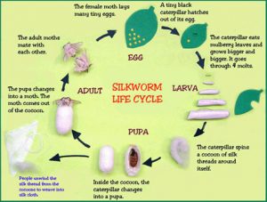 silkworm lifecycle